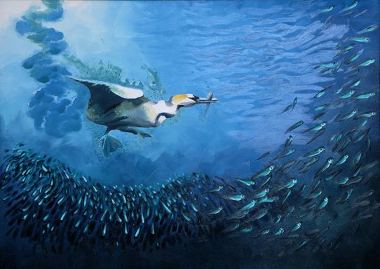 Diving Gannet disturbs a shoal of fish