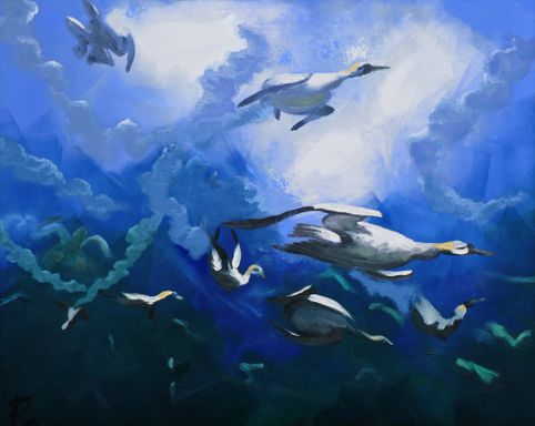 A frenzy of gannets dive and swim deep for fish.